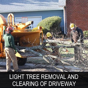 quote services tree removal